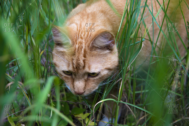 Cat in grass