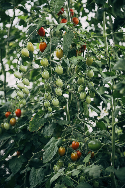Cherry tomatoes