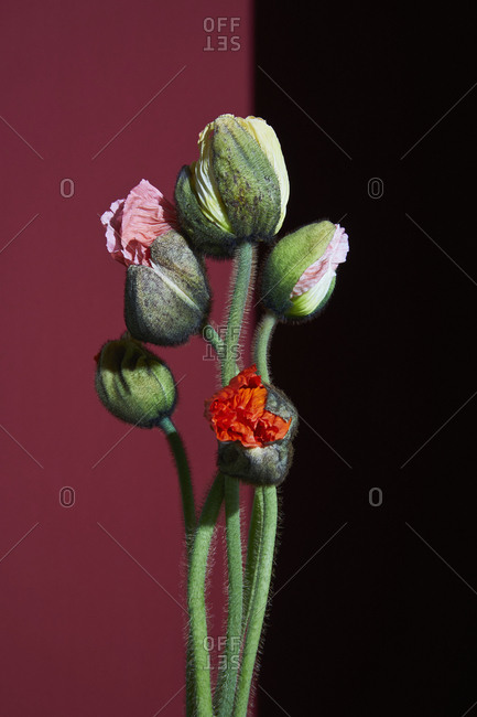Poppy buds, studio shot