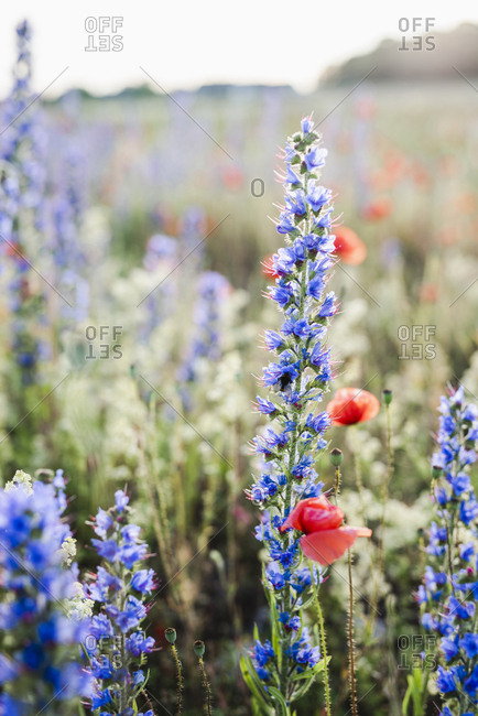 Wildflowers on meadow