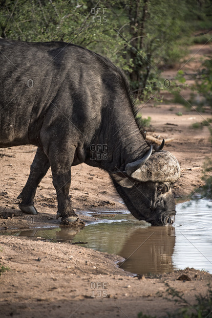 Water buffalo drinking water at a watering hole in the Ntsiri Nature Reserve