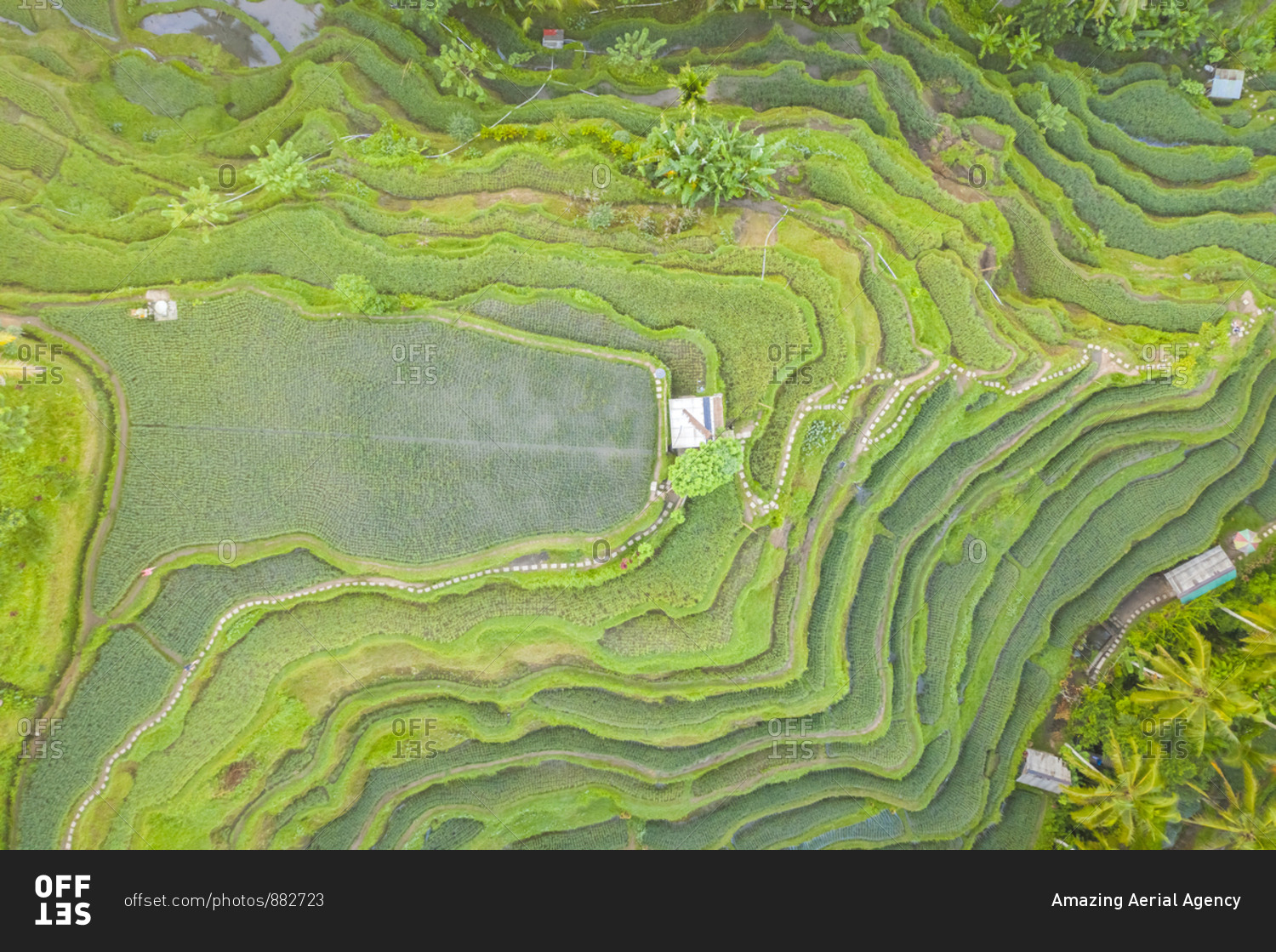 Aerial view over Tegallalang Rice Terrace touristic attraction, Indonesia.