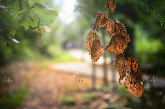 Autumnal leaves in backlight - Offset