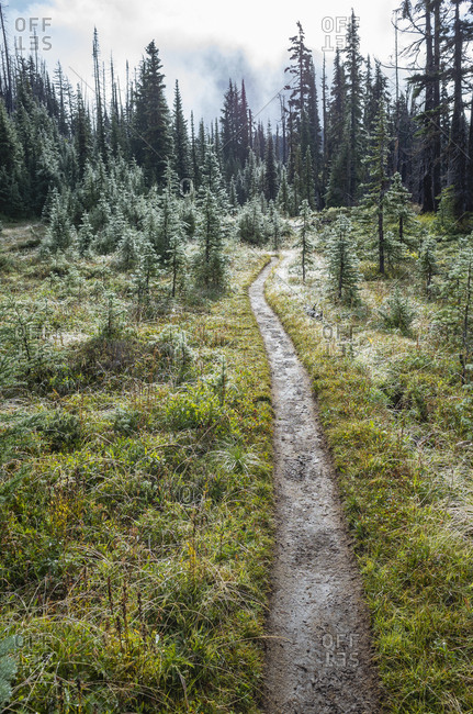 We and muddy hiking trail after mountain storm, lush subalpine meadow in distance, Mt. Adams Wilderness, Washington, along the Pacific Crest Trail