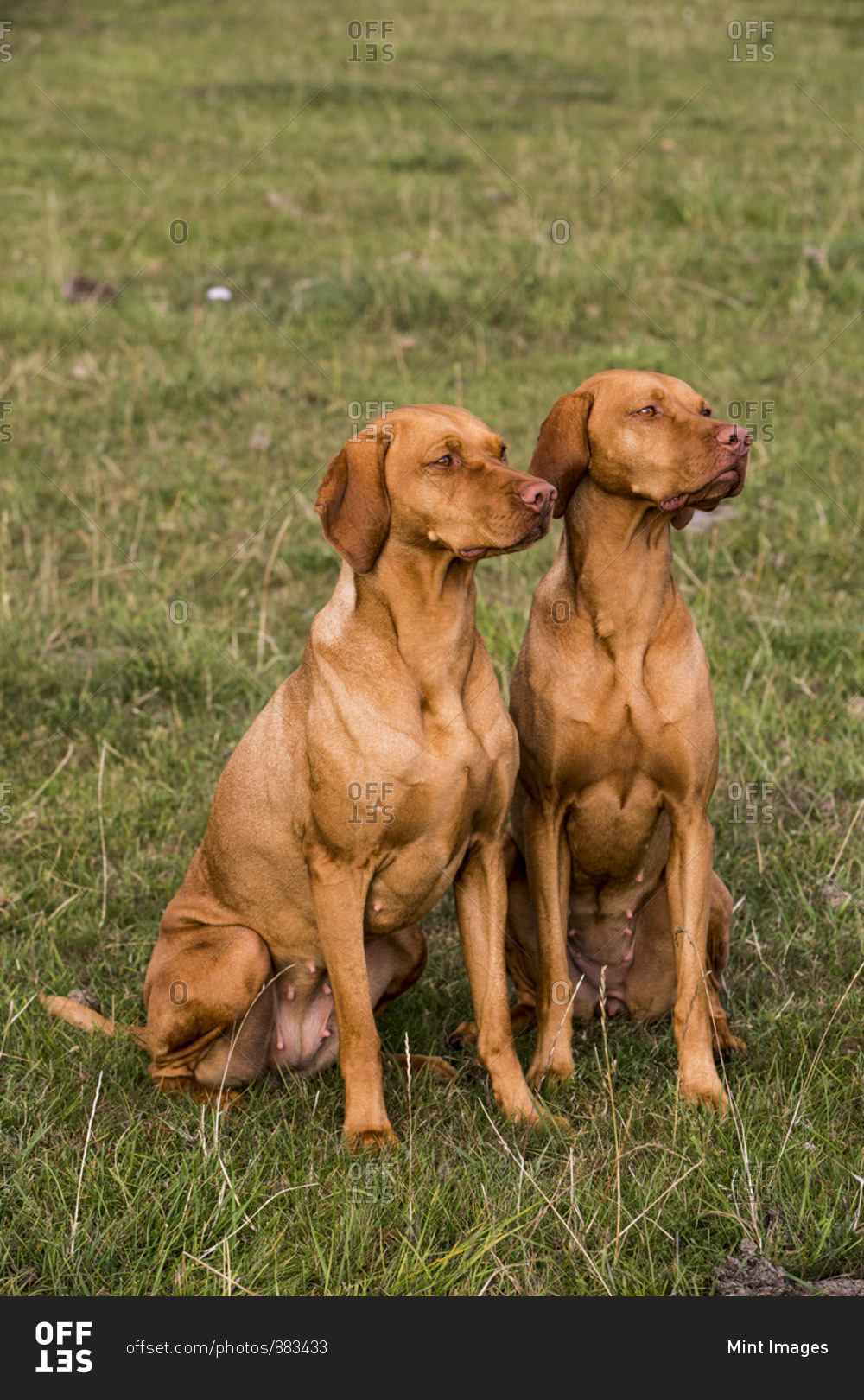 Portrait of two Vizla dogs sitting side by side on a meadow.