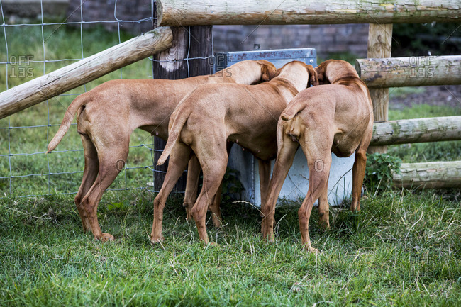 Rear view of three Viszla dogs drinking from a trough.