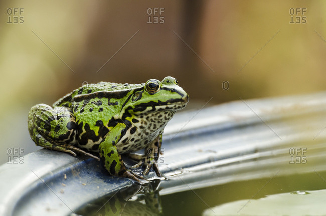 Green frog, rana, water basin, edge, sitting,