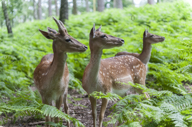 Forest, fallow bucks, three, attentive,