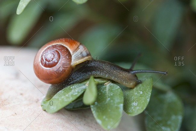Smaller banded snail, leaves, macro,