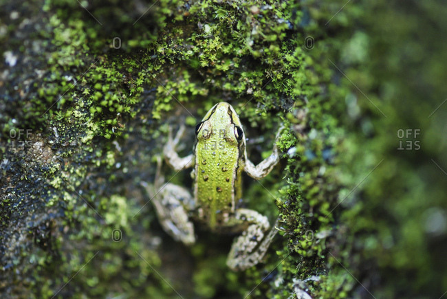 Frog, stone, moss, from above,