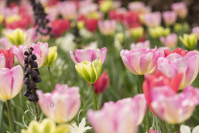 Bugs eye view of tulip blossoms