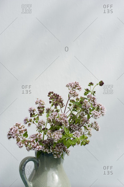 Blossoming oregano in a vase on a table