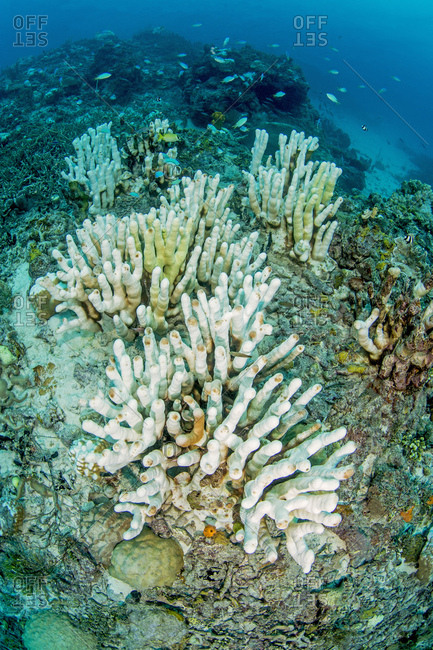Climate change, coral bleaching, pacific ocean