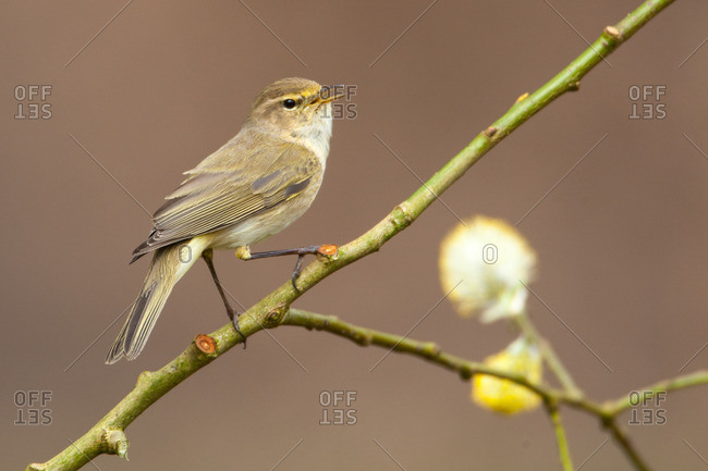 Zilpzalp sitting on a willow branch