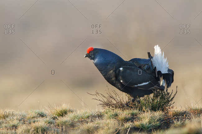 Black grouse in the lueneburg heath