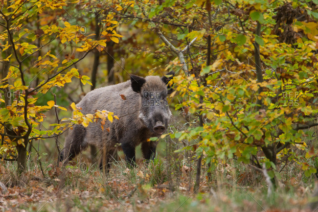 Wild boar in autumn leaves