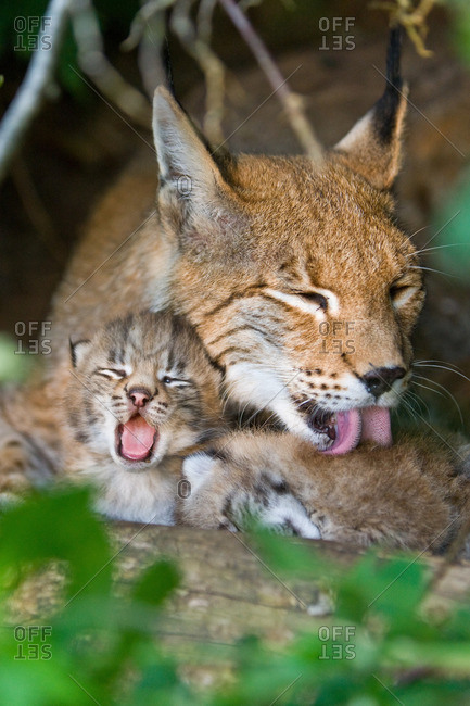 Lynx mother with cubs sticking their tongues out