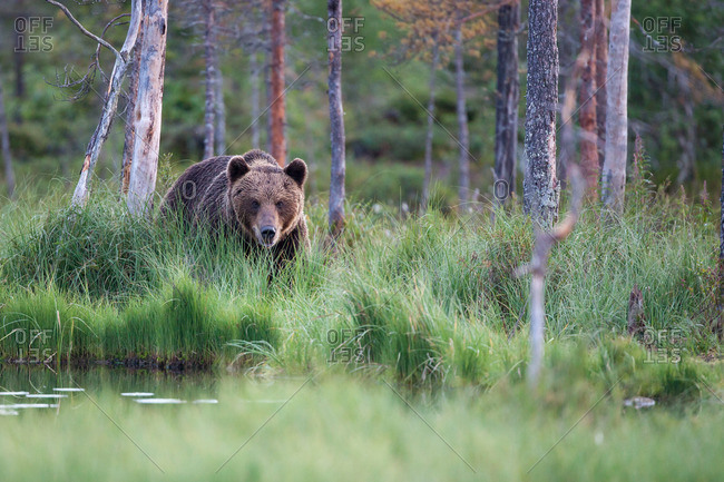 Brown bear, ursus arctos walking through tall grass