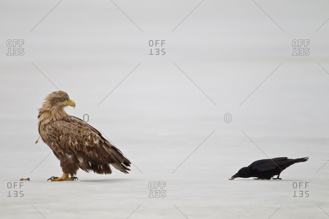 White-tailed eagle and carrion crow