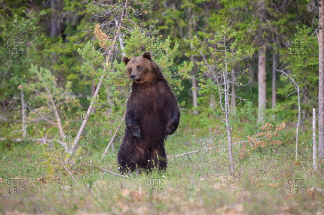 Brown bear, ursus arctos standing up on hind legs