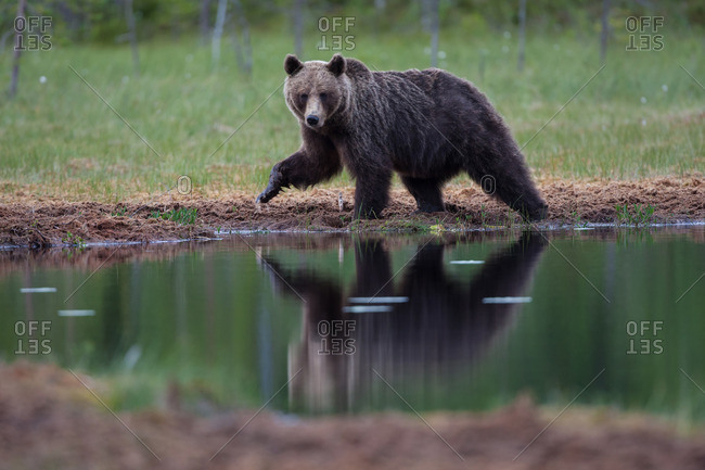 Brown bear, usus arctos with reflection in the water