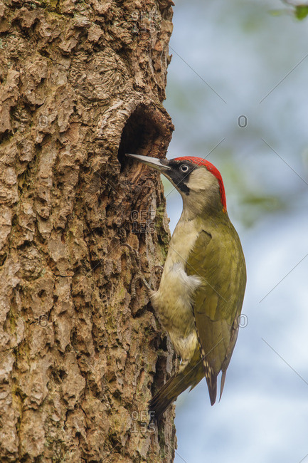 Green woodpecker at the breeding cave