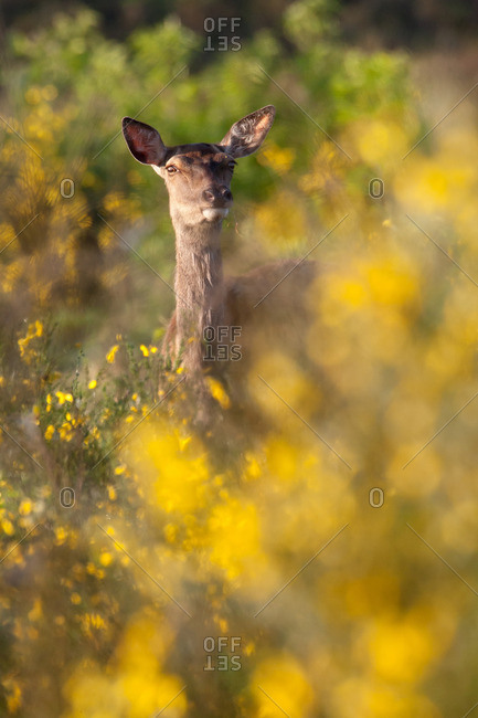 Doe in the broom bright yellow flowers