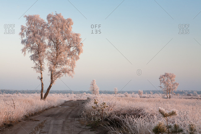 Birch with hoarfrost covered in heathland