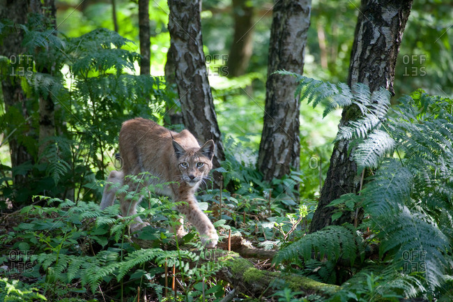 Lynx sneaks through the forest