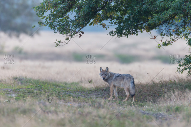 Wolf is under a tree