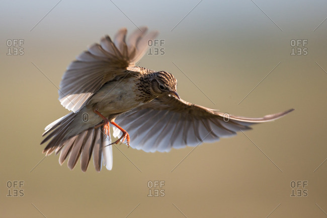 Skylark In Flight Showing Motion In Wings Stock Photo Offset