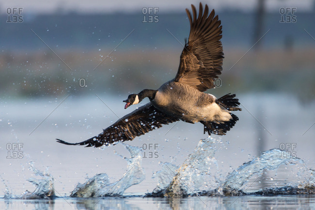 Canada goose flies up from a body of water