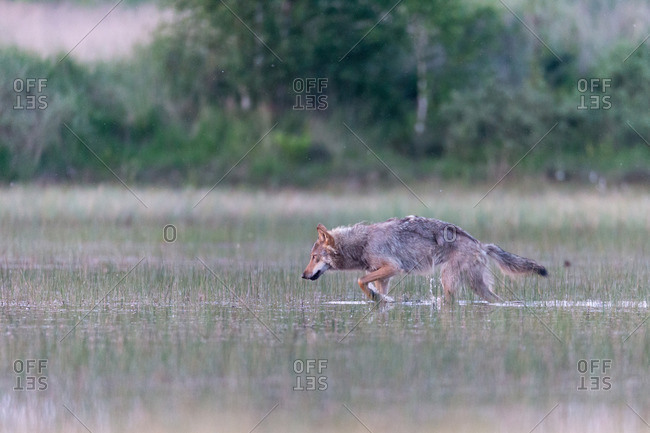 Wolf walking through marsh in the wild