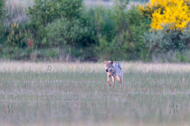 Wolf running through marsh in the wild