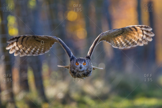 Eagle owl in the approach