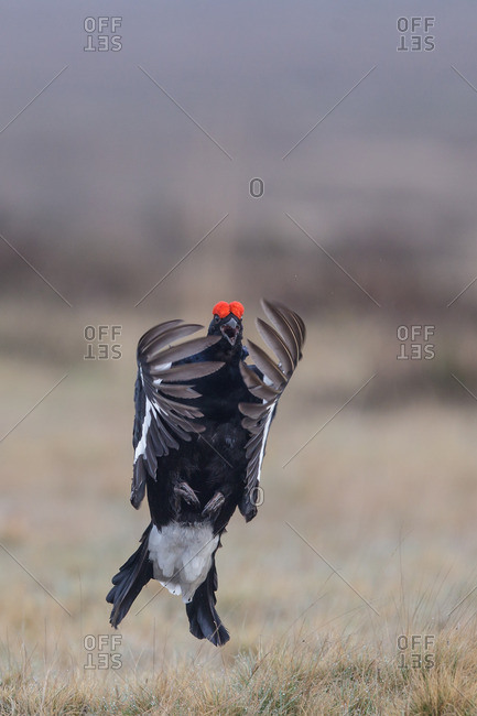 Blackcock on the flapping jump, courtship time