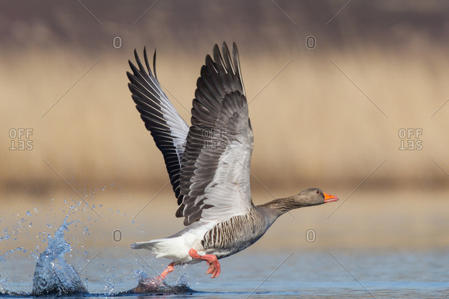 Greylag goose, anser anser, soaring