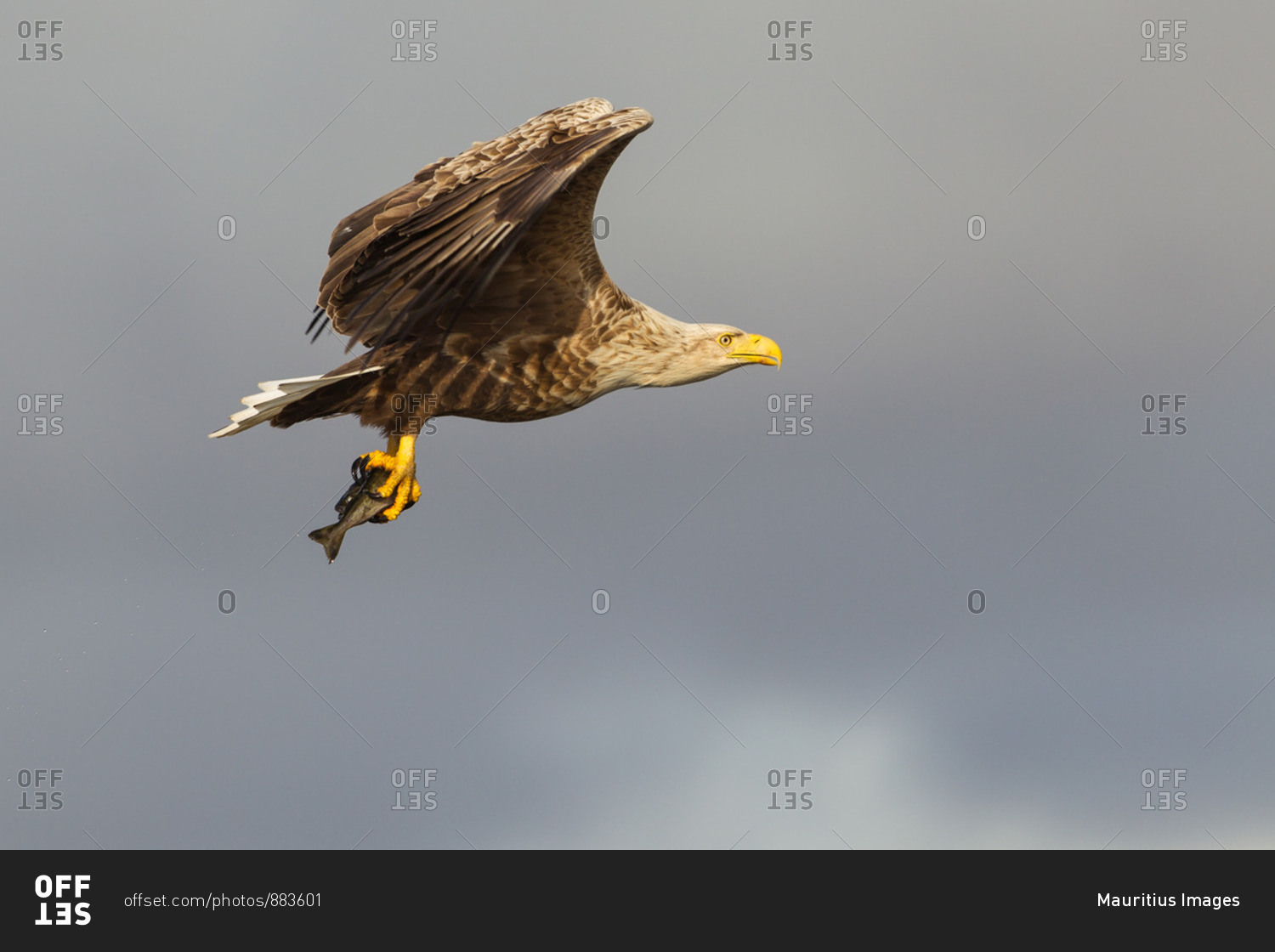White-tailed eagle flying with fish as prey