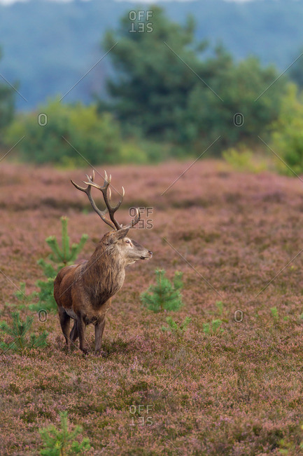 Wild cervid standing in heather