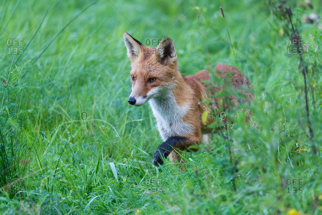 Fox on the hunt in bright green grass