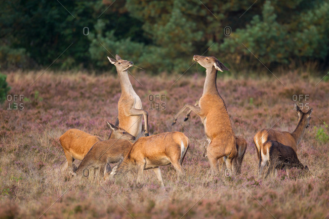 Deerquarrel of the old animals