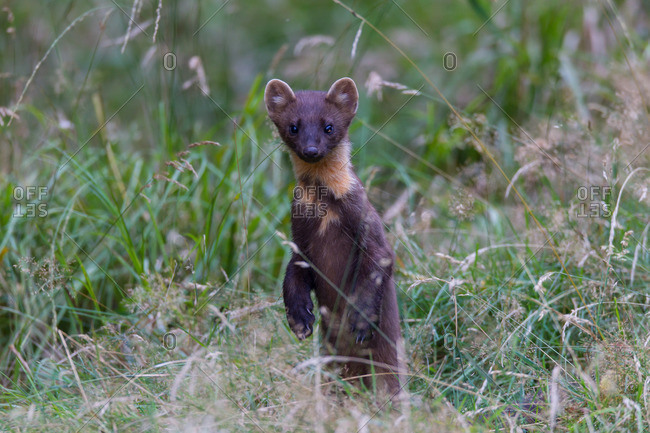Pine marten sits up and begs