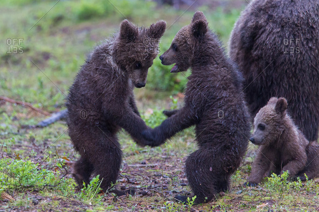 Brown bears, usus arctos, young animals play
