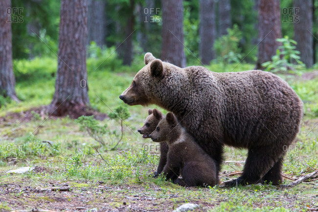 Brown bear, usus arctos, mother with two cubs