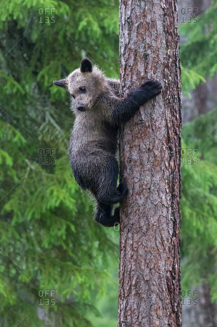 Brown bear, usus arctos, cub on tree