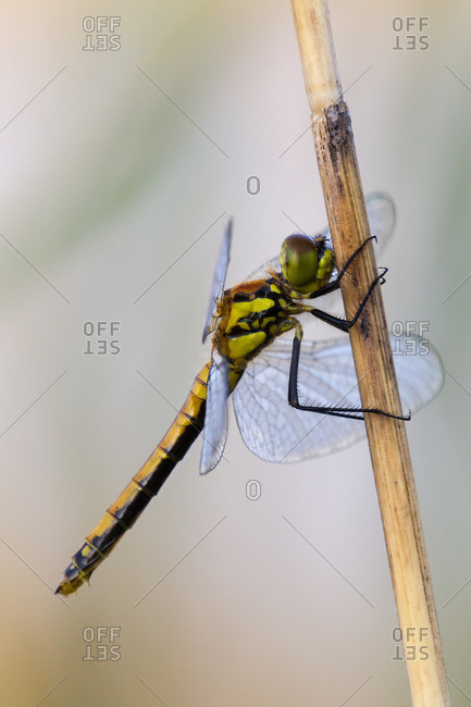 Black darter on a stalk