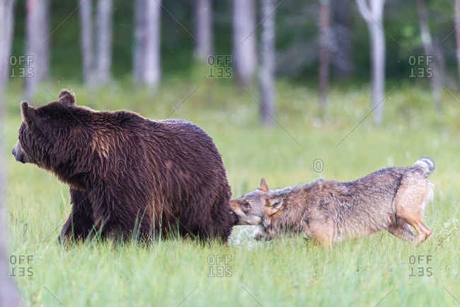 Wolf attacks brown bear in the wild