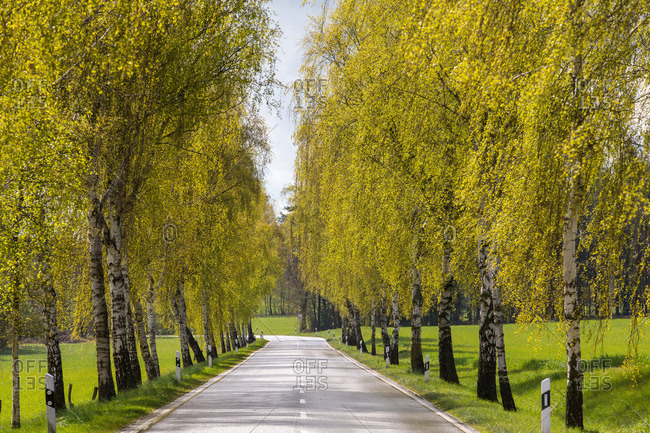 Avenue lined by birch trees