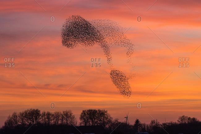 Starlings in the swarm, red evening sky