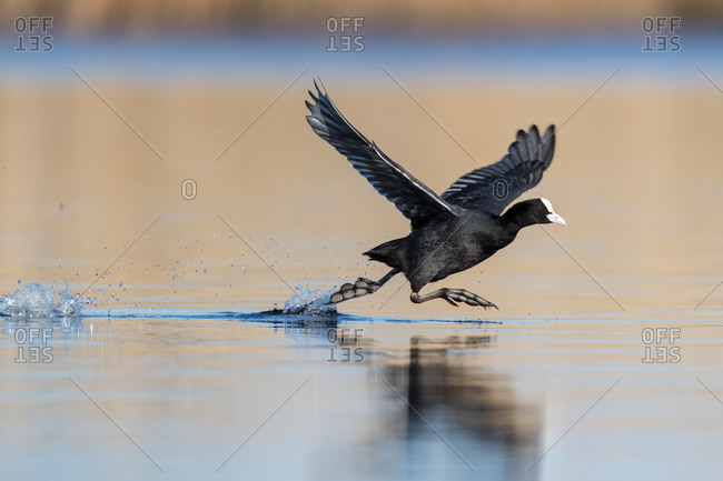 Coot flying up from the water